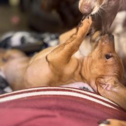 Dachshunds from Nicholes Doxies
