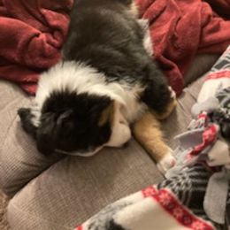 Miniature Australian Shepherd Puppies from Liberty Luck Mini Aussies