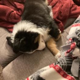 Miniature Australian Shepherd Puppies from Liberty Luck Mini Aussies