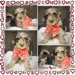 REESE - Brown merle female Aussiedoodle puppy in Houston, Texas from Jomelkin Furry Pals