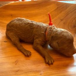 Kitty Hawk - Red  female Poodle puppy in Swansboro, North Carolina from Monarch Standard Poodles