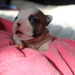 French Bulldog Puppies from The three little frenchies