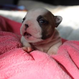 French Bulldog Puppies from The three little frenchies