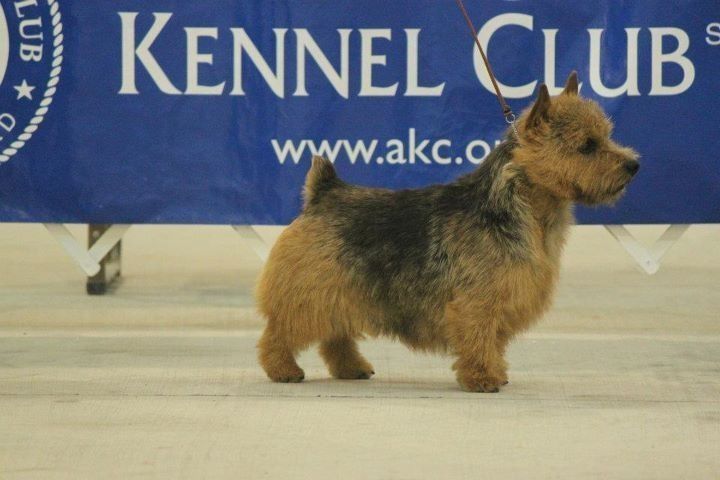 Itsy Bitsy Norwich in Texas | Norwich Terrier puppies | Good Dog