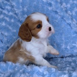Boston Terrier, Cavalier King Charles Spaniel, French Bulldog, and Golden Retriever Puppies from Promise Land