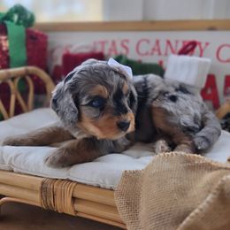 Joy - Blue merle female Bernedoodle puppy in North Royalton, Ohio from Johnson's Doodles