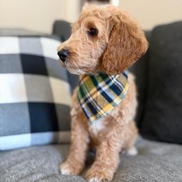 Green - Apricot male Goldendoodle puppy in Spring, Texas from The Doodle Den