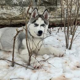 Siberian Huskies from Glacier Run Huskies