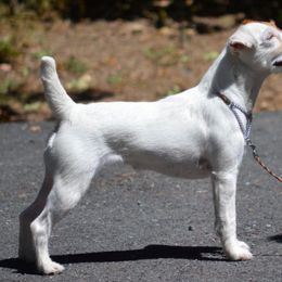 Jack Russell Terrier All Grown Up from Diggin West Jack Russells