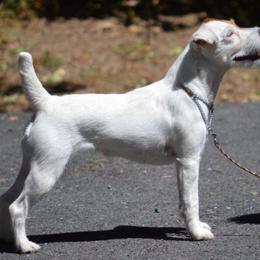 Jack Russell Terrier All Grown Up from Diggin West Jack Russells
