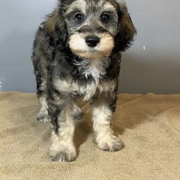 Boy 2 - Sable male Poodle puppy in Oneida, Tennessee from Pippa’s Promise