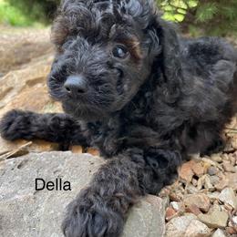 Della - Black and white female Aussiedoodle puppy in Lebanon, Missouri from Cobbs Creek Canines