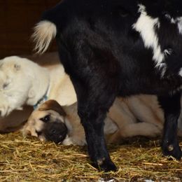 Anatolian Shepherd Dog Puppies from Wanyama Ranch Anatolians