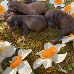 Cockapoo Puppies from Luvin Fur Babies