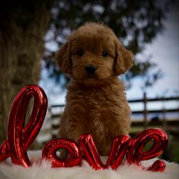 Everything Bagel - Apricot male Goldendoodle puppy in Mc Arthur, California from California Golden Love