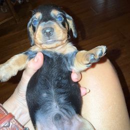 Malcolm - Black and tan male Dachshund puppy in Fort Worth, Texas from Louis' Litters