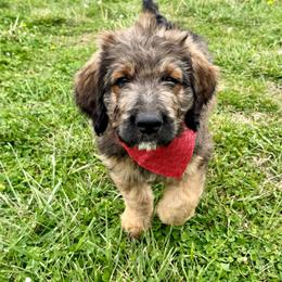 Jasper - Tri-color male Bernedoodle puppy in Lowell, Arkansas from Sunny Sky Doodles