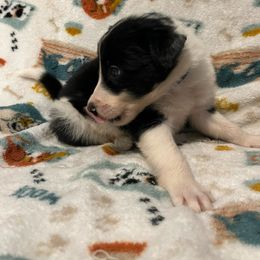 Skynyrd-Blue - Black and white male Border Collie puppy in St. Cloud, Florida from Marcy's Border Collies