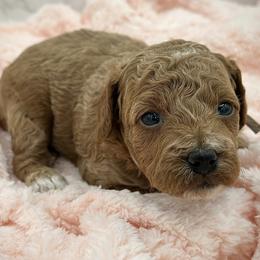 Daisy - Red  female Goldendoodle puppy in Kansas City, Kansas from Bella & Ivy’s Mini Goldendoodles of KC