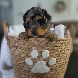 Glut - Blue merle male Aussiedoodle puppy in Saint Cloud, Florida from Jagged Oaks Farm