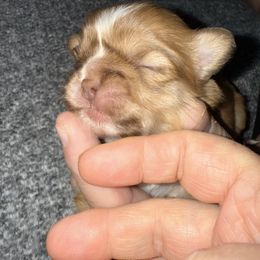 Boy 2 - Gold and white male Shih Tzu puppy in Statesville, North Carolina from Grimmly Blue’s Shih Tzus