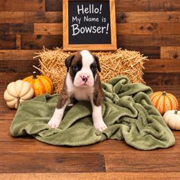 Jack - Brindle male Boxer puppy in Grove City, Ohio from Krieger Family Boxers