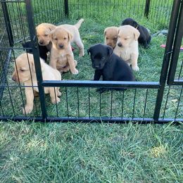 Labrador Retriever Puppies from Westbrook UK Labs