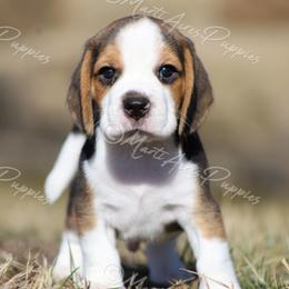 AKC 'Rocky' - Blue tan and white male Beagle puppy in Lamar, Missouri from Marti Acres ~ Boston Terrier & Beagles