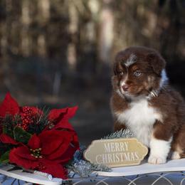 Girl 1 - Red tri-color female Australian Shepherd puppy in Pilot, Virginia from Obsidian Australian Shepherd