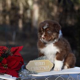 Girl 1 - Red tri-color female Australian Shepherd puppy in Pilot, Virginia from Obsidian Australian Shepherd