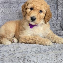 Apricot girl - Apricot female Poodle puppy in Bauxite, Arkansas from Mountain Ridge Poodles