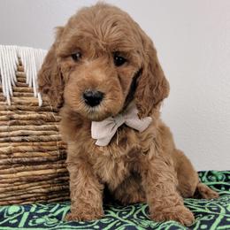 Angelina - Red  female Goldendoodle puppy in Temecula, California from Oodles O'Doodles