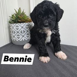 Bennie - Parti Goldendoodle puppy in Palestine, Texas from KK's Doodle Bunch