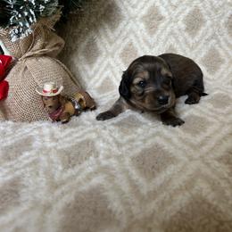 Dachshund Puppies from Steadfast station, mini dachshunds