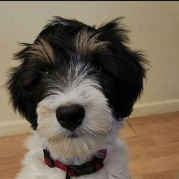 Rachel - Black tri-color female Aussiedoodle puppy in Vernal, Utah from Adorable Aussiedoodles