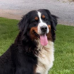 Greta - Bernese Mountain Dog