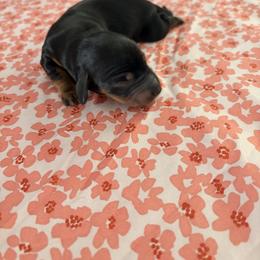 Dolly - Black and tan female Dachshund puppy in Brunswick, Georgia from Teenie Tiny Dachshunds