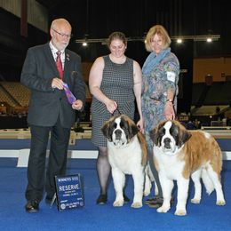 Saint Bernard Puppies from Metal Saints
