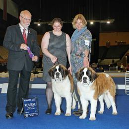 Saint Bernard Puppies from Metal Saints