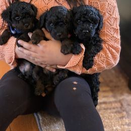 Border Collie and Poodle Puppies from Ross Vegas Kennels