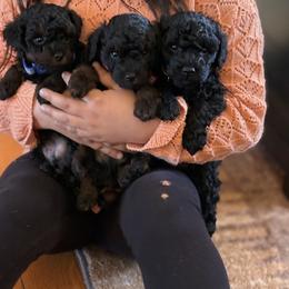 Border Collie and Poodle Puppies from Ross Vegas Kennels