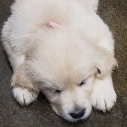 Pink - Golden female Golden Retriever puppy in Madison, Alabama from The Golden Court