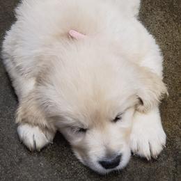 Pink - Golden female Golden Retriever puppy in Madison, Alabama from The Golden Court
