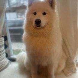 Samoyed All Grown Up from Stirling Silver Samoyeds