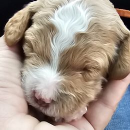 Bernedoodle, Bernese Mountain Dog, Cavapoo, Goldendoodle, and Poodle Puppies from Happy Valley Puppies