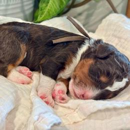 Brown - Tri-color female Bernedoodle puppy in Hesperia, Michigan from Red Acres Poodles & Doodles