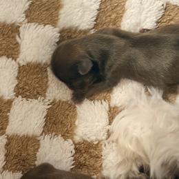 Shih Tzu Puppies from Wood Foo Breeders