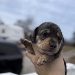 Black And Tan Dapple Smooth Hair Male - Dapple male Dachshund puppy in Blackstone, Virginia from Cheyenne's Dachshunds