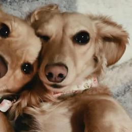 Dachshunds from Ivy Cream Dachshunds