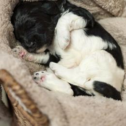 Cedar - Tri-color male Bernedoodle puppy in Delta, Pennsylvania from KEE Bernedoodles